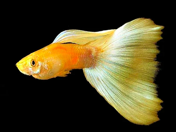 Golden Guppy
